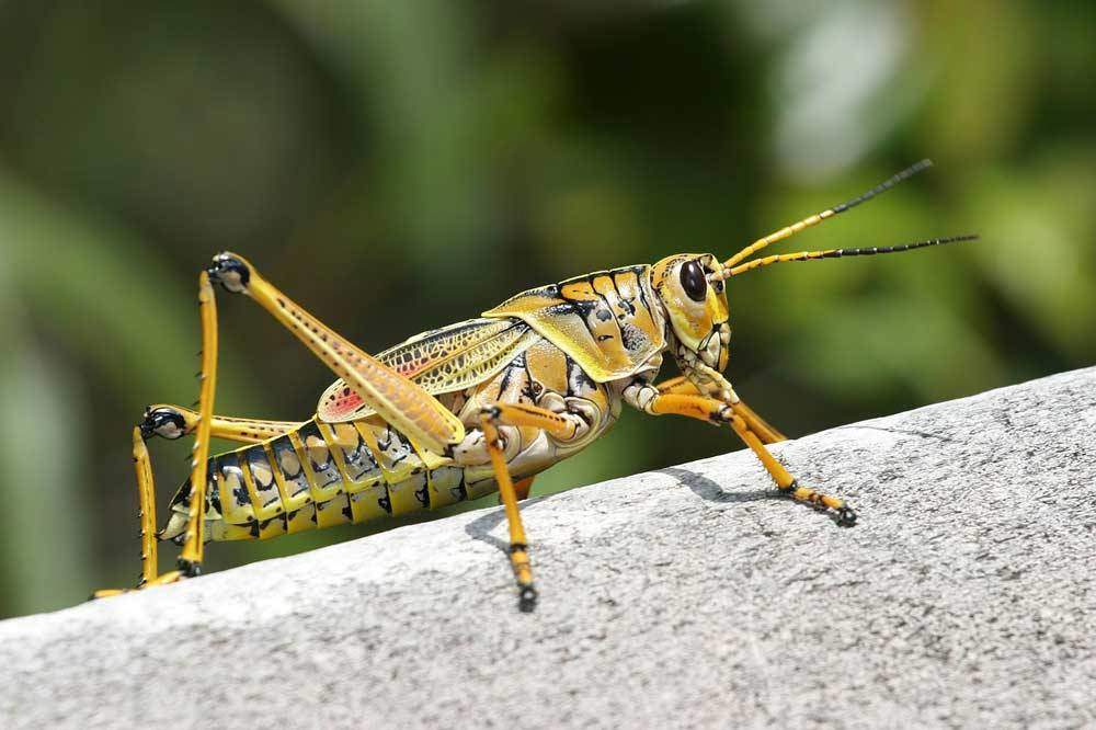 Insekten auf dem Teller